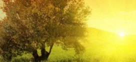 Yaşam öyküsü: bin yıllık zeytin ağaçları